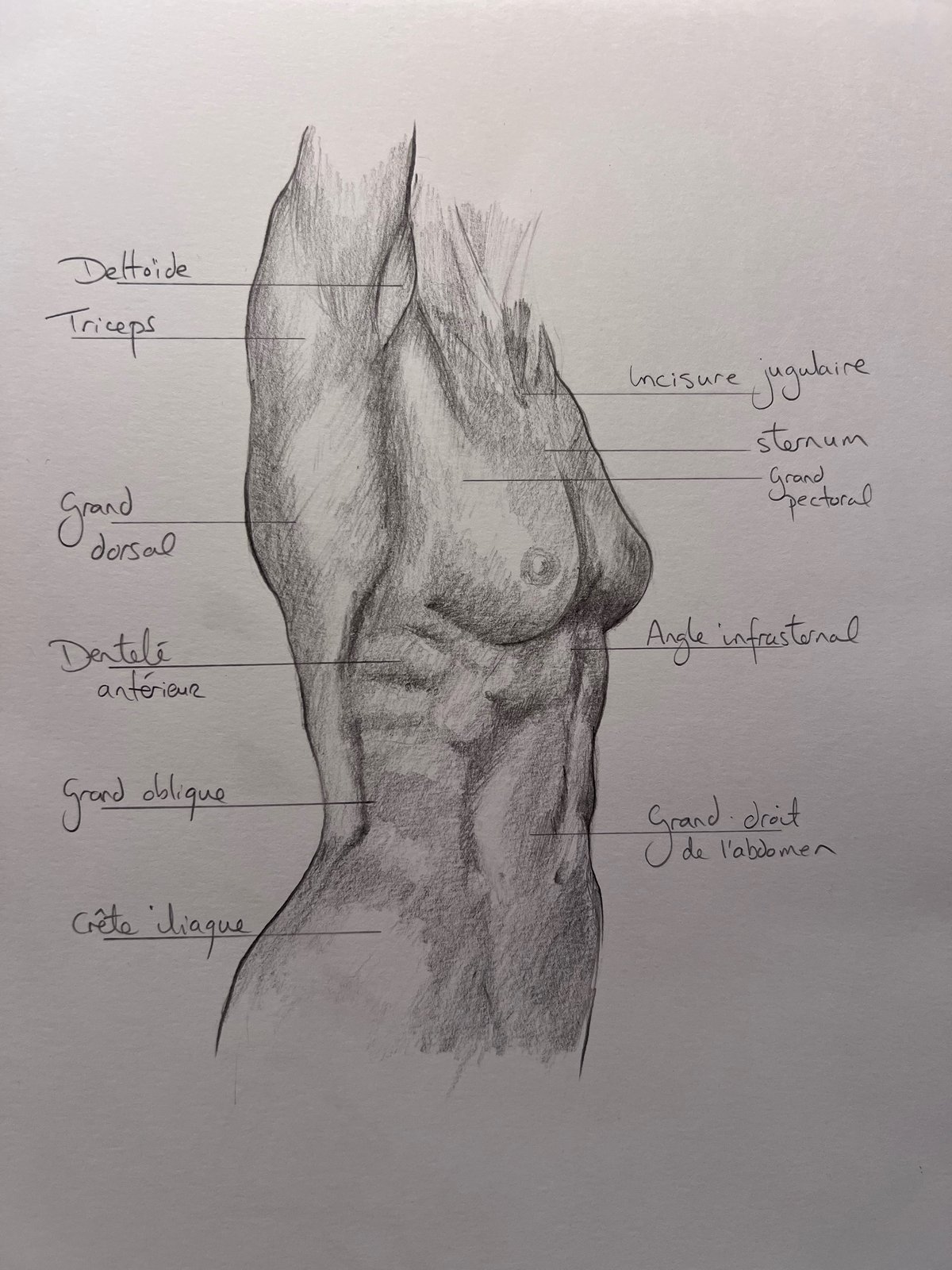 Anatomical study of the torso, pencil, Joseph E. Sherriff.